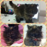 Minha gatinha linda…