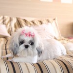 Nina, minha shih tzu fofa