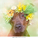 Pit bulls fofos por Sophie Gamand