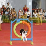 Brasília recebe a maior feira de animais de estimação do país