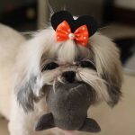 1 Mês sem a minha filhota Nina